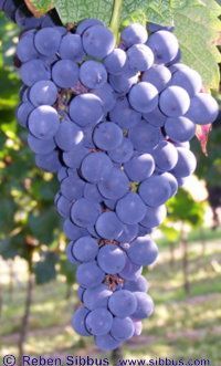 Cabernet Cortis
