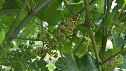 Peronospora am Geschein