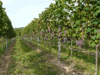 Souvignier gris Reihe vor der Ernte