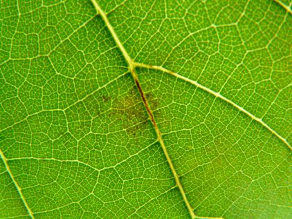 Oidium auf Blattunterseite