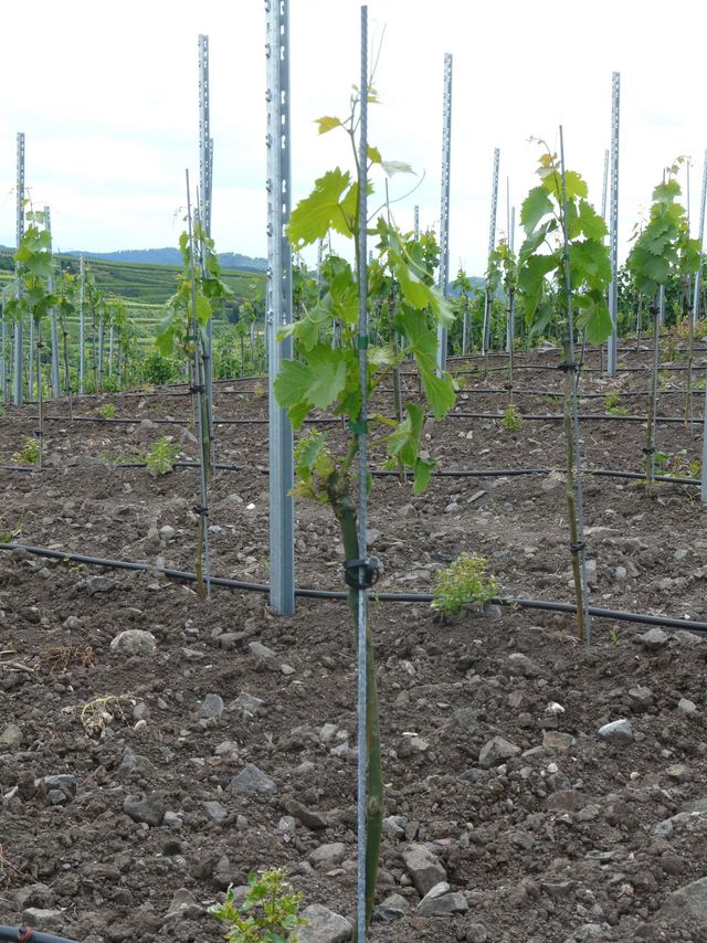 Just planted highstem vines