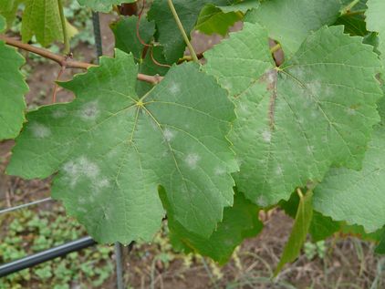 Oidium auf Blattoberseite