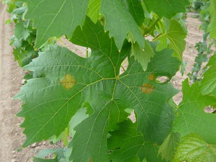 Peronospora auf Blattoberseite