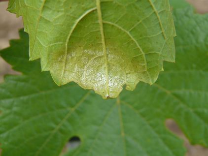 Peronospora auf Blattunterseite