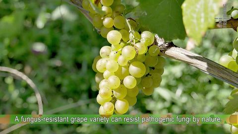 Hanns Heinz Kassemeyer - Cultivating fungus resistent grape varieties